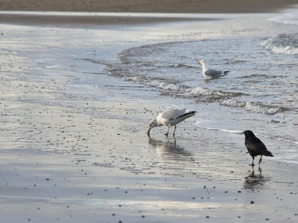 Seagulls and a crow forage on a wet sandy beach