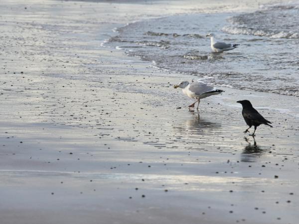 Seagulls and a crow on a wet sandy beach
