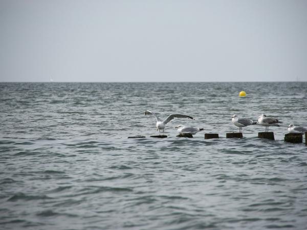 Seagulls perched on wooden posts in the ocean