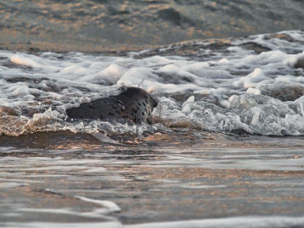 Seal emerges from the foamy ocean waves