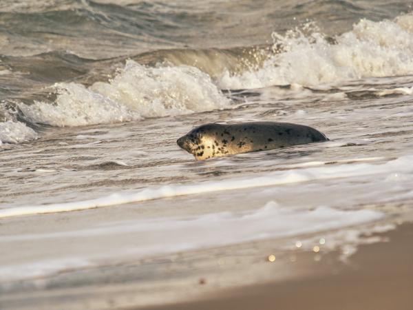 Seal emerges from the ocean waves onto the shore 2