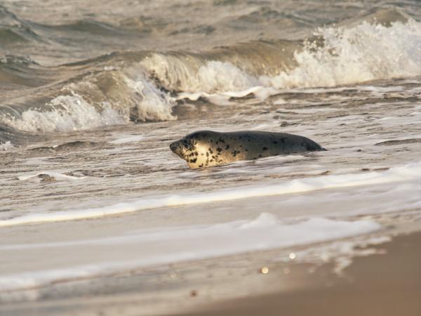 Seal emerges from the ocean waves onto the shore