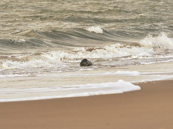 Seal emerging from ocean waves onto beach