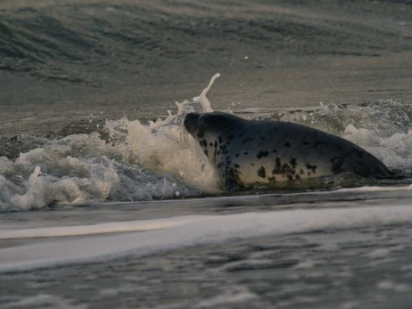 Seal emerging from ocean waves onto sandy shore