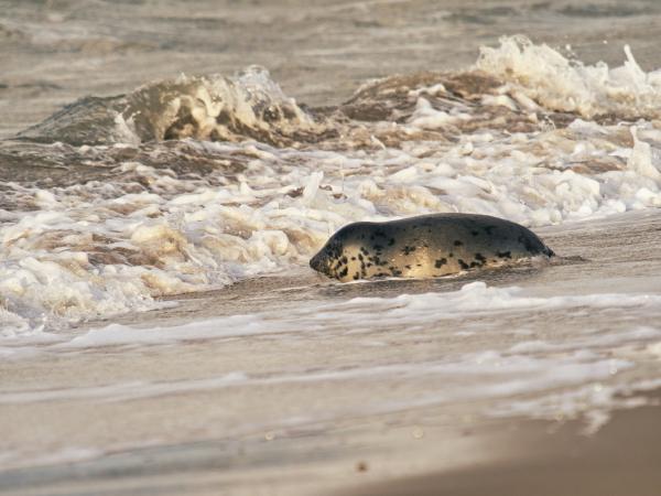 Seal resting on a sandy beach with waves
