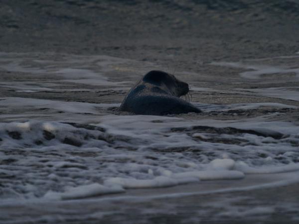 Seal resting on a wet sandy beach
