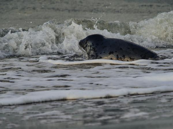 Seal swims in the ocean waves near the shore