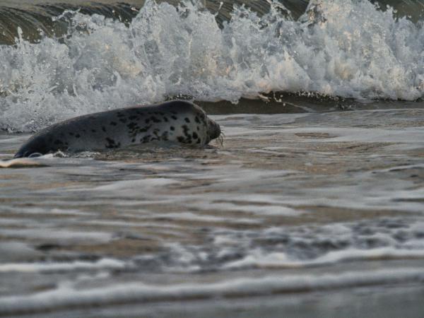 Seal swims in the ocean waves