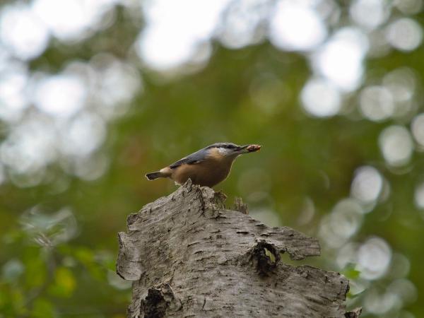Small bird with a nut on a tree stump