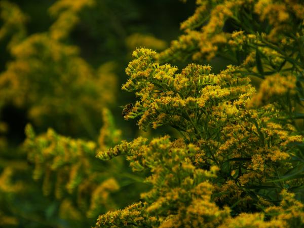 Small insect rests on a cluster of yellow flowers