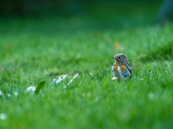 Small robin stands in lush green grass