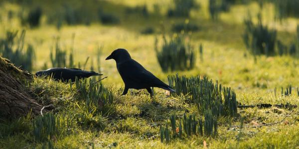Two black birds in a grassy field at sunrise