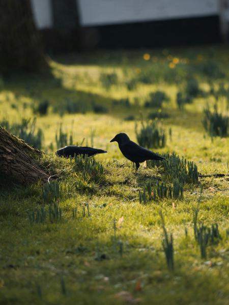 Two crows foraging on a grassy lawn