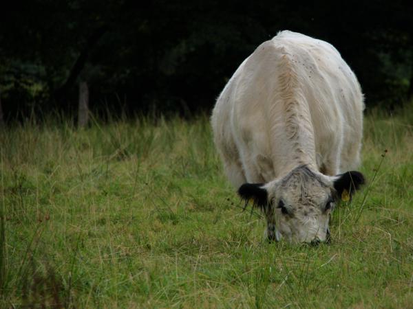 White cow grazing in a grassy field