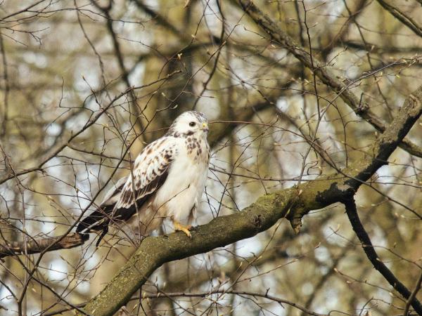 White hawk with speckled feathers perched on a branch