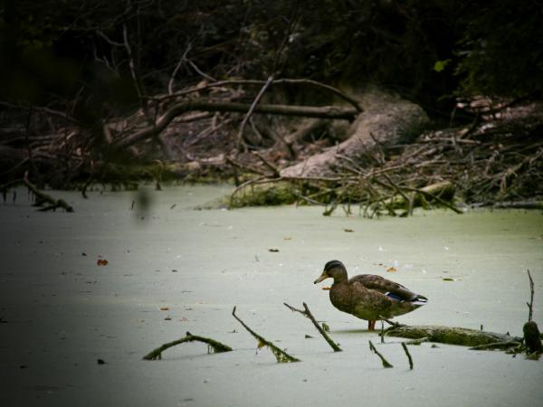 Wildlife duck pond
